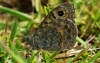 Wall Brown