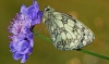 Marbled White