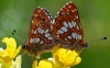 Duke Of Burgundy Pair