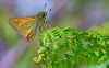 Large Skipper