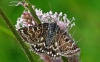 Mother Shipton Moth