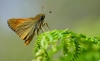 Large Skipper