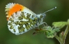 Orange Tip