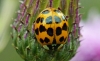 Harlequin Ladybird