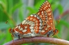 Marsh Fritillary