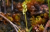 Bog Orchid