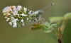 Orange Tip