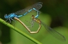 Common Blue Damselflies