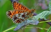 Small Pearl Bordered Fritillary