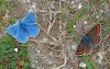 Adonis Blue & Brown Argus