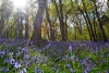 Duncliffe Wood
