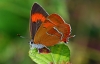 Brown Hairstreak