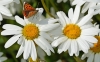 Small Copper