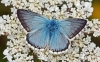 Chalk Hill Blue