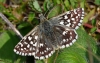 Grizzled Skipper