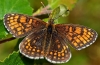 Heath Fritillary