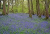Duncliffe Wood