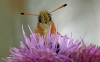 Essex Skipper