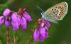 Silver Studded Blue