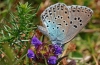 Large Blue