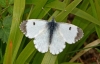 Orange Tip (female)