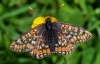 Marsh Fritillary