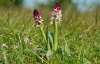 Burnt Tip Orchid