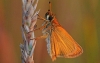 Essex Skipper