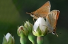 Small Skippers