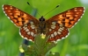 Duke Of Burgundy
