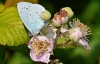 Holly Blue