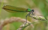 Beautiful Demoiselle (female)