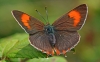 Brown Hairstreak