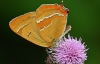 Brown Hairstreak