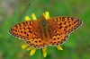 Dark Green Fritillary