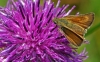 Lulworth Skipper