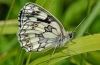 Marbled White