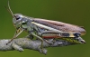 Large Marsh Grasshopper