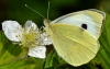 Large White