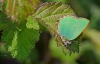 Green Hairstreak