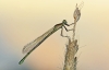 Common Blue Damselfly (female)