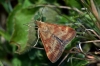 Pyrausta despicata (micro moth)