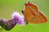 Brown Hairstreak