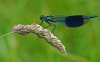 Banded Demoiselle (male)