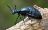 Black Oil Beetle