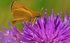 Lulworth Skipper