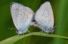 Small Blue Pair