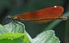 Beautiful Demoiselle (female)