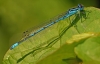 Azure Damselfly