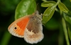 Small Heath